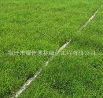 草坪種子護(hù)坡四季青不修剪草坪庭院別墅黑麥草馬尼拉草種子