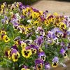 大花三色堇種子 蝴蝶花種子 毛臉花種子 景觀花卉種子陽(yáng)臺(tái)盆栽