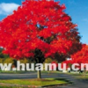 美國紅楓?
