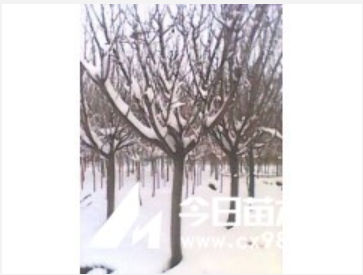 供應青島櫻花小苗