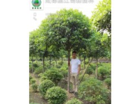 大量供應(yīng)高桿桂花