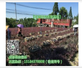 四川彩葉工程苗海量批發(fā)-四川各類工程苗海量批發(fā)