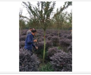 湖北樸樹  湖北全冠樸樹  湖北移栽樸樹   湖北骨架樸樹