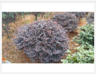 紅花繼木球 紅繼木苗圃 紅繼木報價