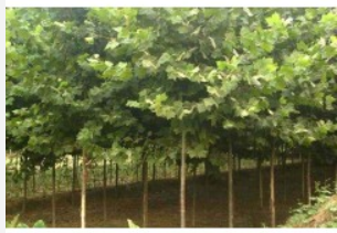 濟(jì)寧低價(jià)速生法桐