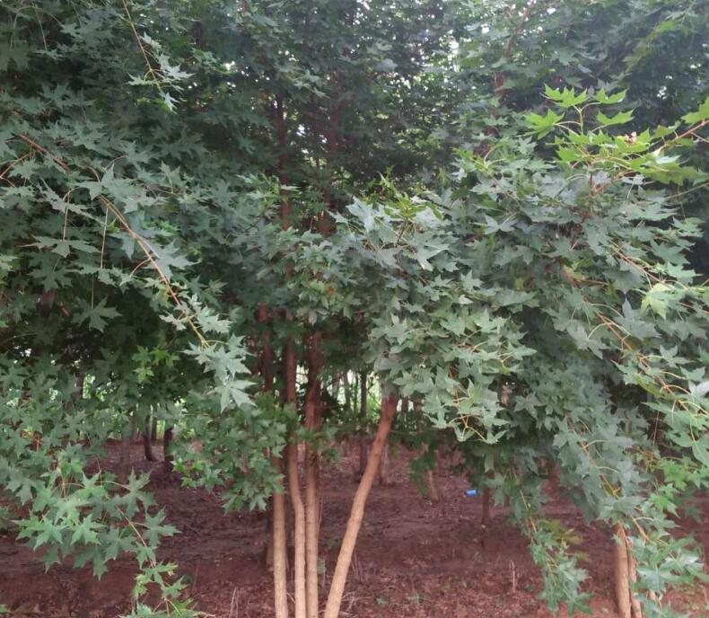 南陽丹霞園林苗圃處理高度叢生元寶楓300棵