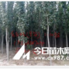 專業(yè)批發(fā)出售毛白楊及幼苗