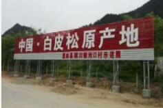 藍田白皮松基地