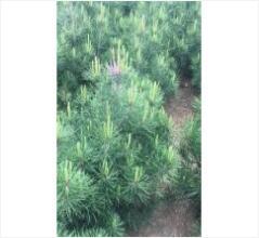 藍田白皮松小苗