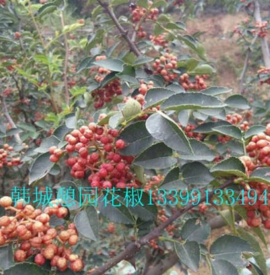 韓城大紅袍花椒苗無刺大紅袍花椒苗花椒樹