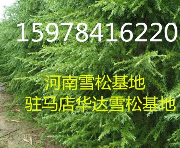 河南雪松|15978416220|駐馬店雪松