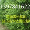 河南雪松|15978416220|駐馬店雪松