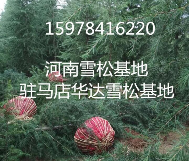 駐馬店雪松小苗,13526392646,河南雪松小苗
