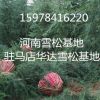 駐馬店雪松小苗,13526392646,河南雪松小苗