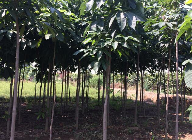 出售西安七葉樹，樹形好價(jià)格可議！