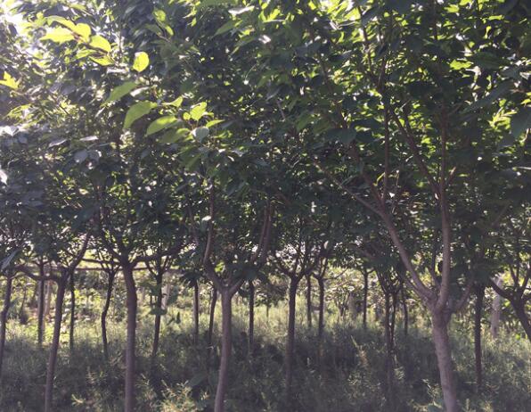 出售西安櫻花樹，價(jià)格可商議！