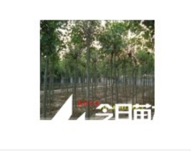 供應大葉女貞小苗