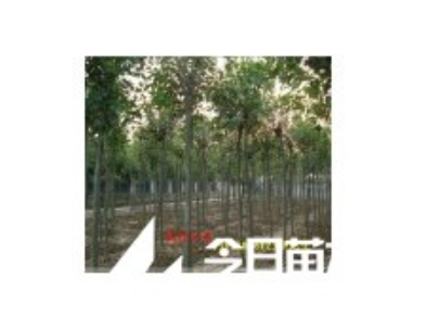 供應大葉女貞小苗