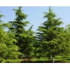 南京李奎苗圃場特供雪松0.2-10米的雪松
