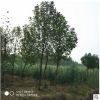 批發(fā)園藝綠化苗木白玉蘭 苗圃直銷12公分白玉蘭 特價(jià)樹苗量大從優(yōu)