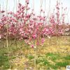 庭院綠化苗木紅玉蘭 廠家批發(fā)特價(jià)紅花玉蘭 南京產(chǎn)地貨源玉蘭苗