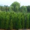 批發(fā)出售工程蜀檜苗 綠化蜀檜樹(shù)苗 現(xiàn)貨出售各種規(guī)格蜀檜苗