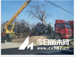 八棱海棠樹價格