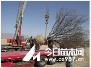 八棱海棠樹 八棱海棠樹