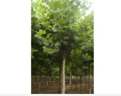 發帽法桐樹價格