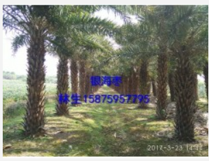 直銷特價(jià)銀海棗