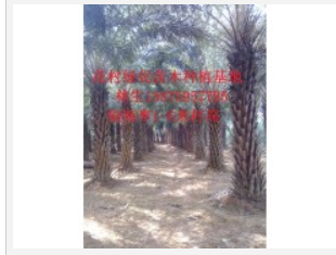 銀海棗聯(lián)系方式