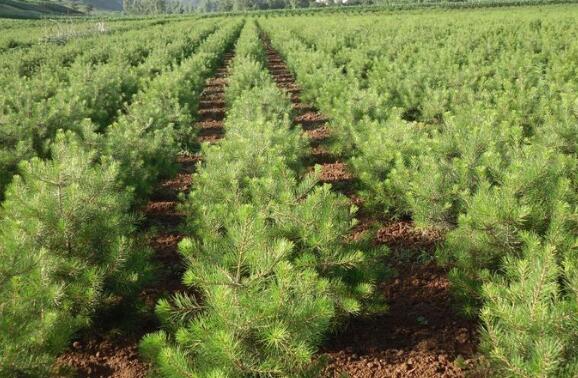 占地白皮松營養杯價格