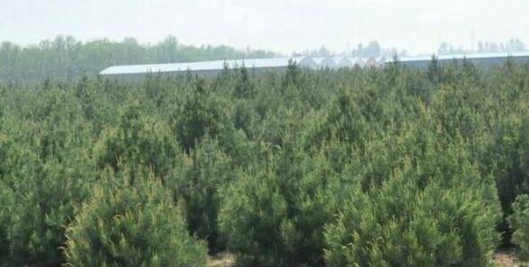 精選吧白皮松價格