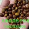 皂角種子價格 皂角種子批發 皂角種子產地