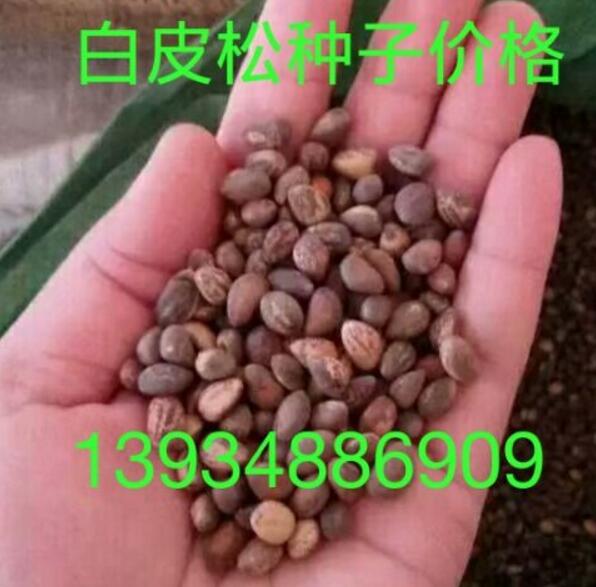 白皮松種子 白皮松種子價格