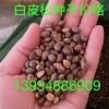 白皮松種子 白皮松種子價格