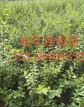山西連翹苗基地=山西連翹苗價格=山西連翹樹苗批發