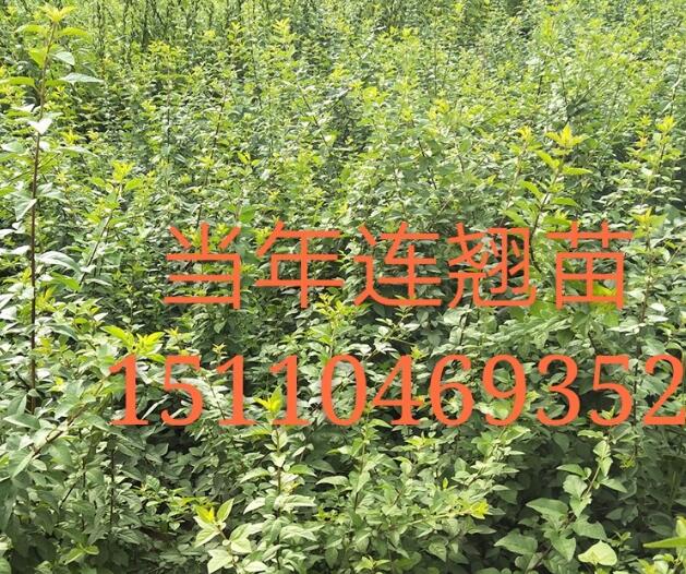 哪里有一年側柏苗，側柏基地，山西側柏苗價格