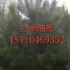 山西油松樹苗基地山西油松價格油松批發