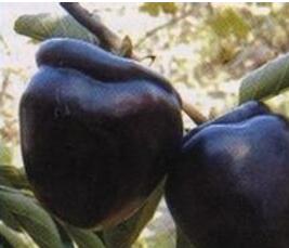 哪里有優質黑柿子苗=山西一米黑柿子苗價格=黑柿子苗品種