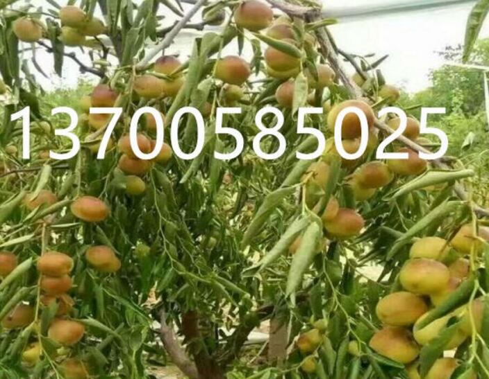 最新棗樹苗價格