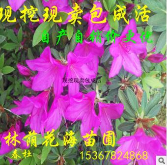 基地直銷 綠籬花卉植物杜鵑花 多規格毛鵑 杜鵑球 花色艷麗當年開