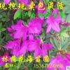 基地直銷 綠籬花卉植物杜鵑花 多規格毛鵑 杜鵑球 花色艷麗當年開