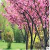 綠化工程苗嫁接日本櫻花早櫻櫻花苗地栽盆栽櫻花樹苗庭院綠化樹苗