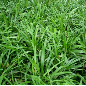 綠化小苗 麥冬草 護(hù)坡綠化 麥冬草小苗 規(guī)格齊全工程綠化草坪