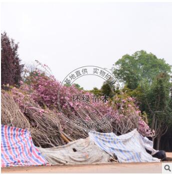 櫻花基地供應(yīng)櫻花樹 樹形漂亮 湖南基地出售綠化喬木