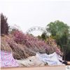 櫻花基地供應(yīng)櫻花樹 樹形漂亮 湖南基地出售綠化喬木