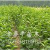 批發(fā)價格出售 次郎甜柿柿子苗 品種柿子苗品質(zhì)有保證貨源充足