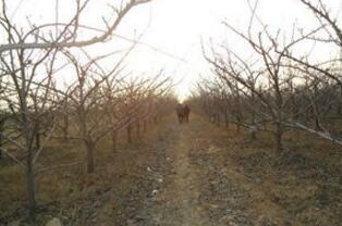 最新8公分梨樹價格*9公分梨樹價格*10公分梨樹批發(fā)價格