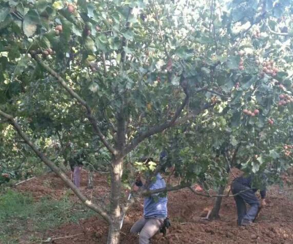 粗度15公分山楂樹價格&粗度20公分山楂樹基地批發(fā)價格